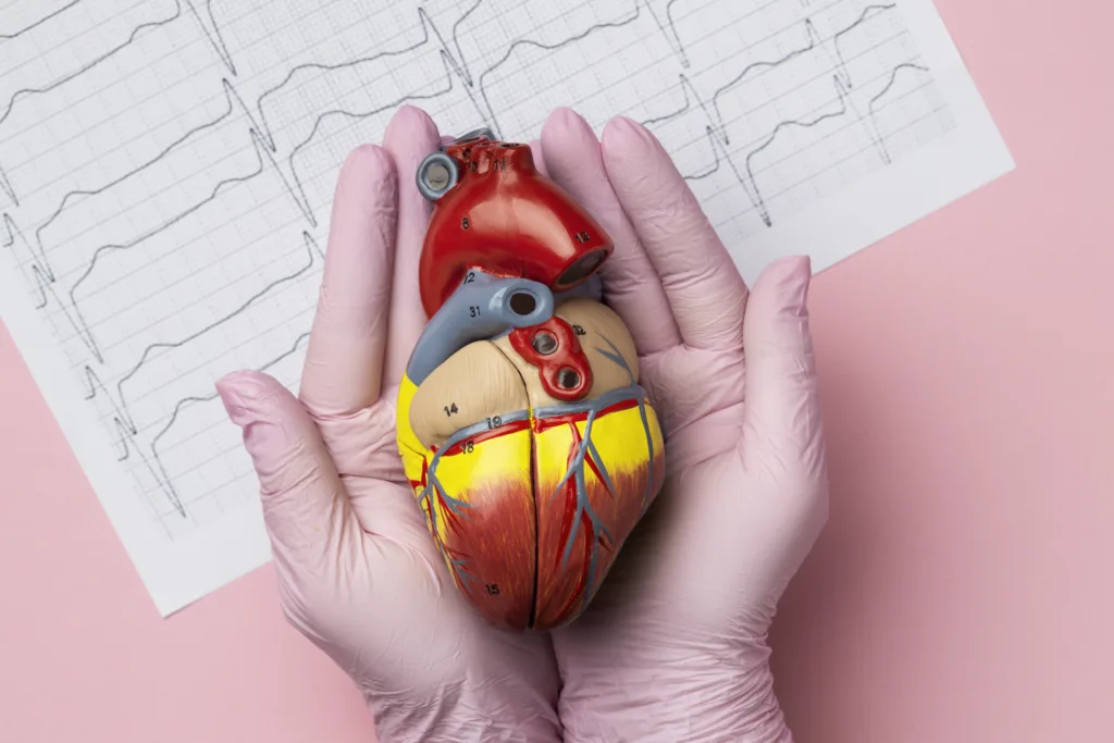 Gloved hands holding an anatomical heart model in front of an ECG printout.